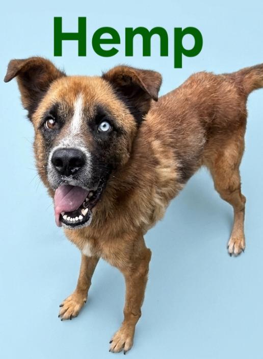 Enlarge Hemp, a Adoptable mixed breed in Rutherfordton, NC image 2/2