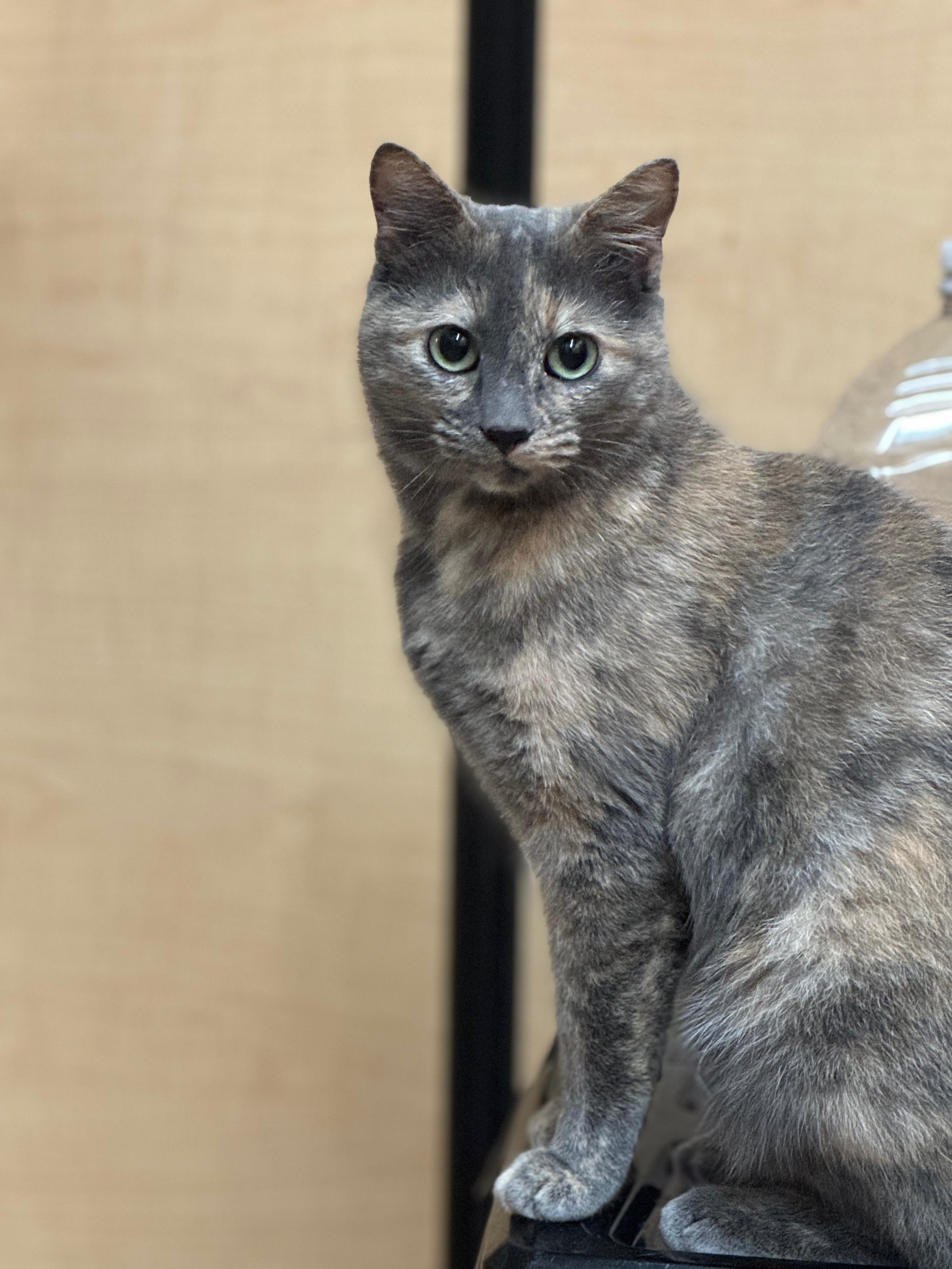 Gracie, adopted, Adult Female Dilute Tortoiseshell.
