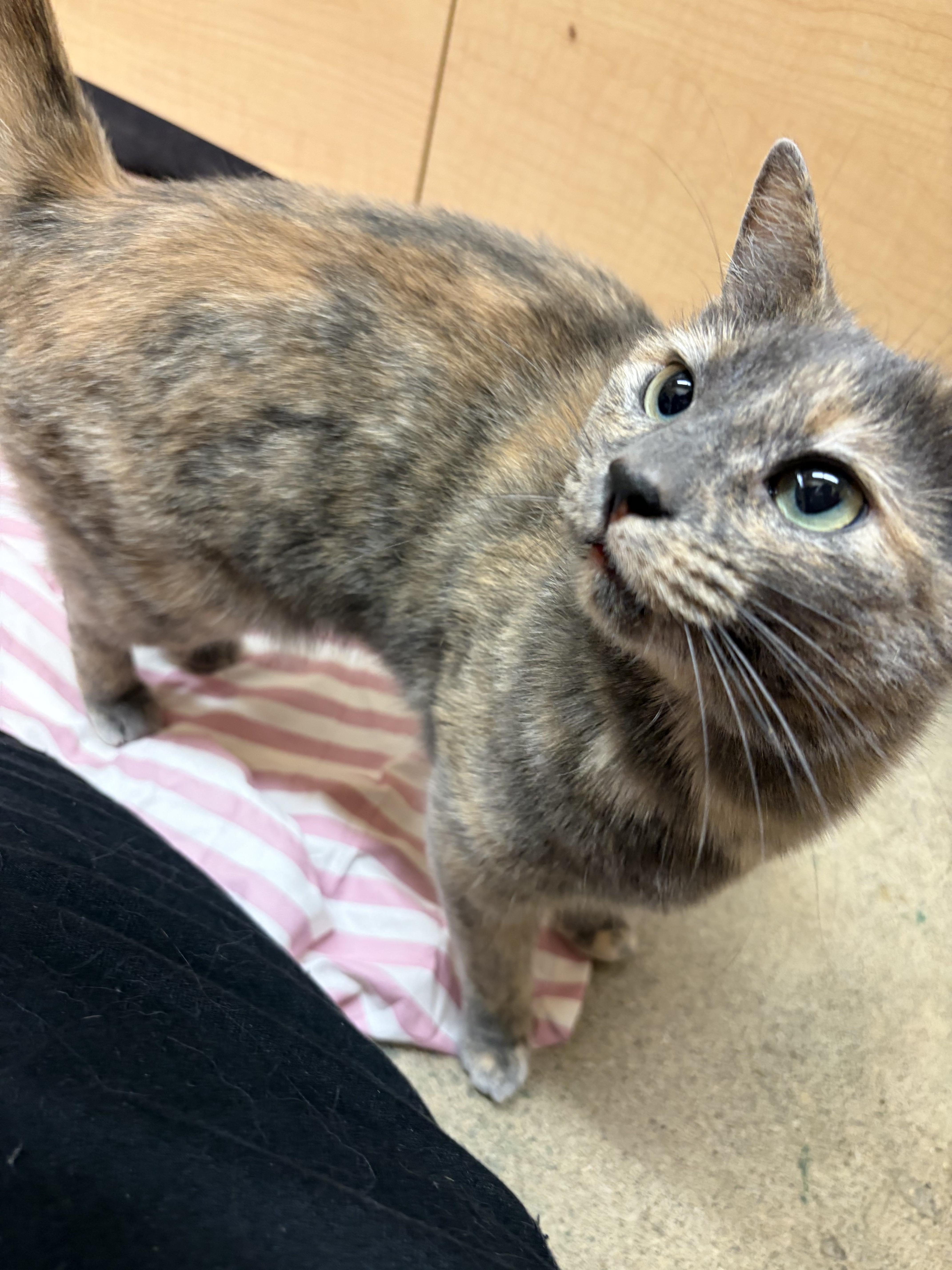 Gracie, an adopted Dilute Tortoiseshell in San Mateo, CA image 4/4