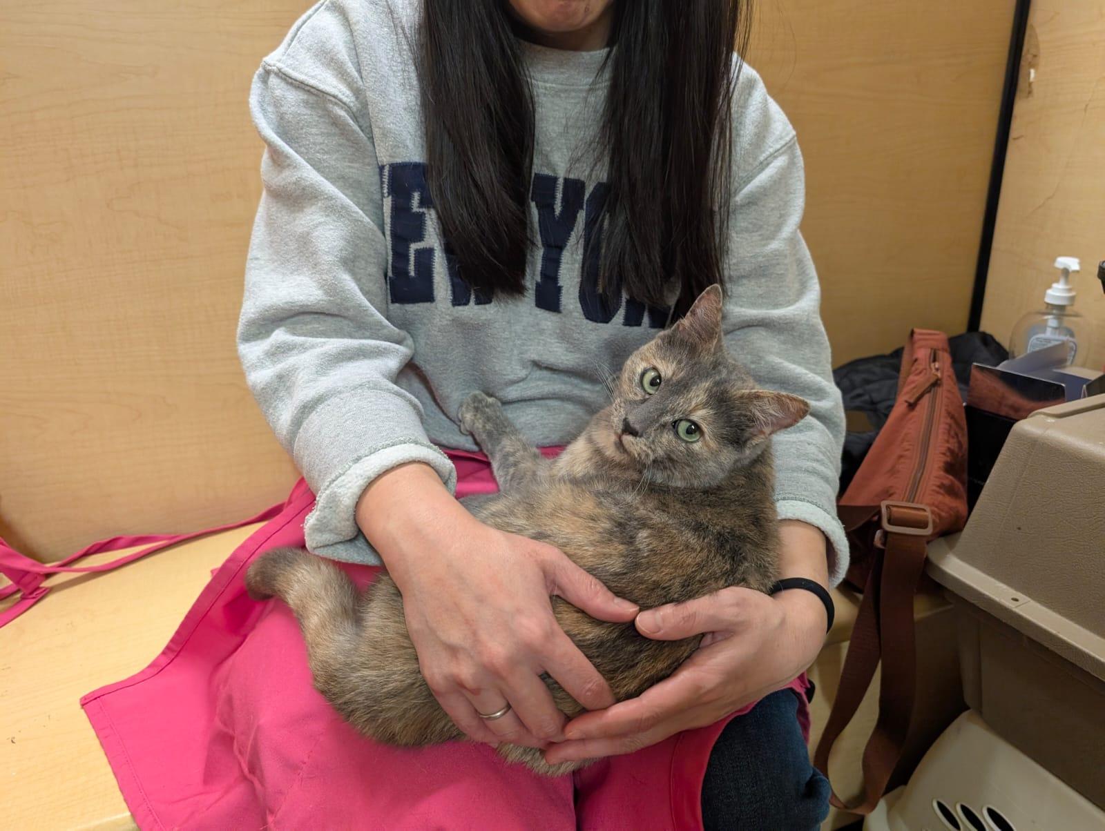 Gracie, an adopted Dilute Tortoiseshell in San Mateo, CA image 2/4