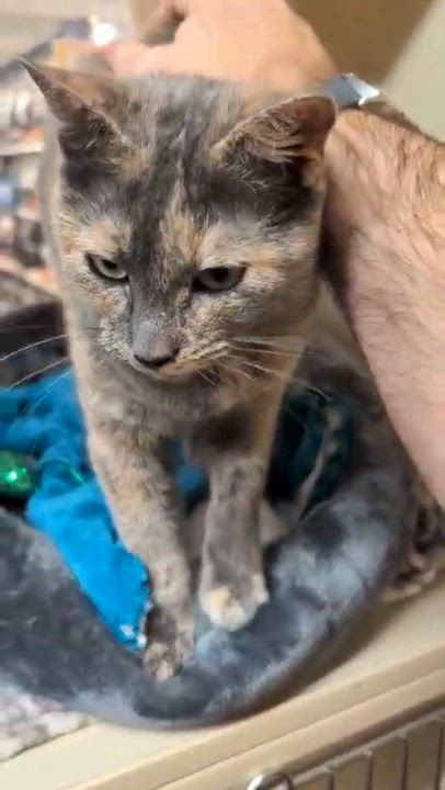 Enlarge Gracie, an adopted Dilute Tortoiseshell in San Mateo, CA video 3/4