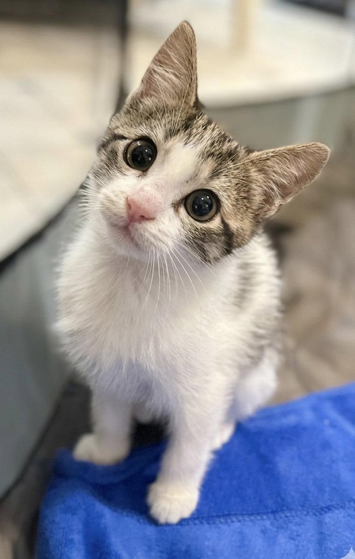 Leesburg - Not at shelter (Faith), Adopted, Kitten Male Domestic Short Hair.