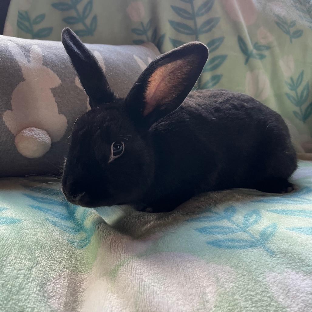 Enlarge Noel, a Adoptable New Zealand in Gansevoort, NY image 1/1