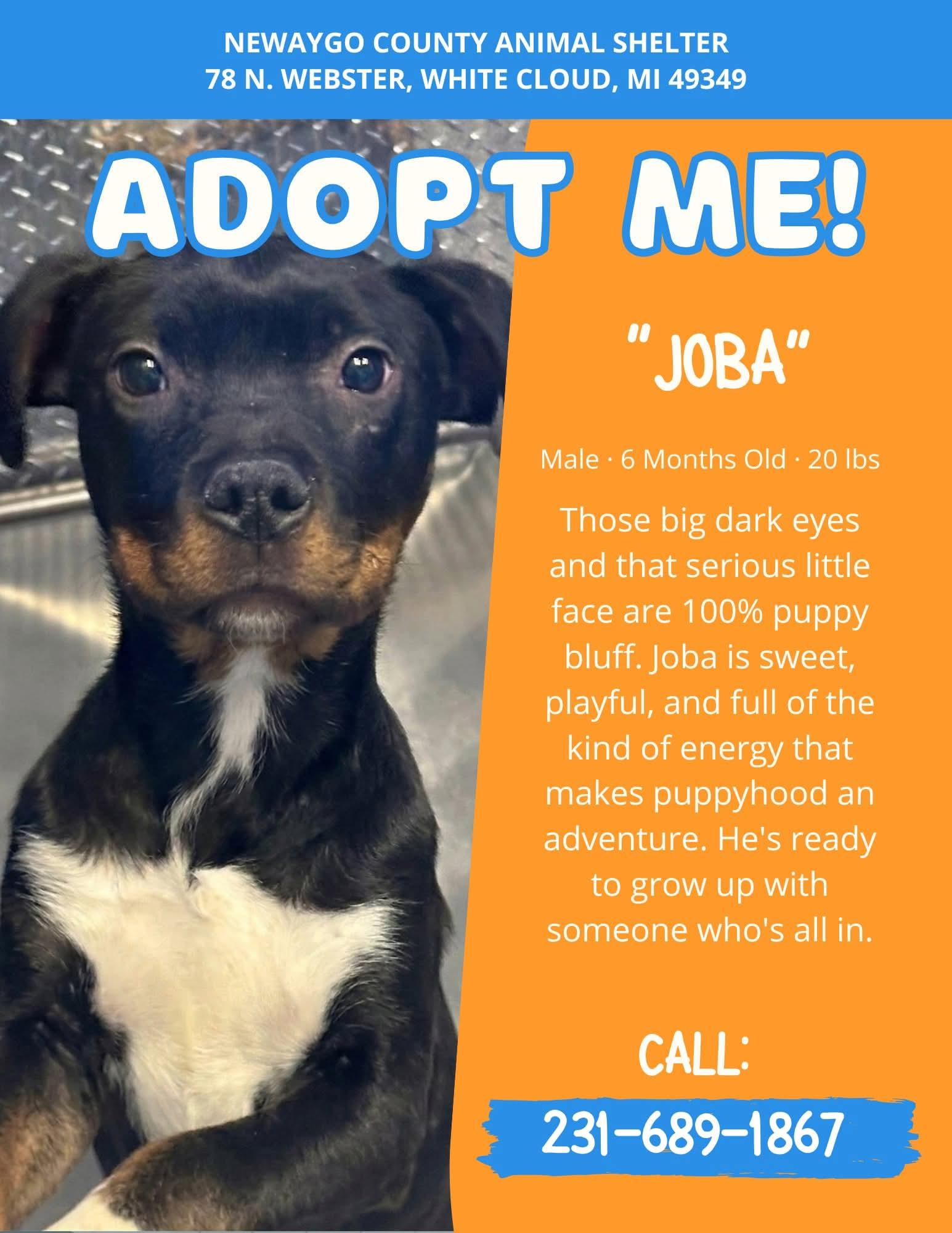 Enlarge Joba, an adopted mixed breed in White Cloud, MI image 1/1