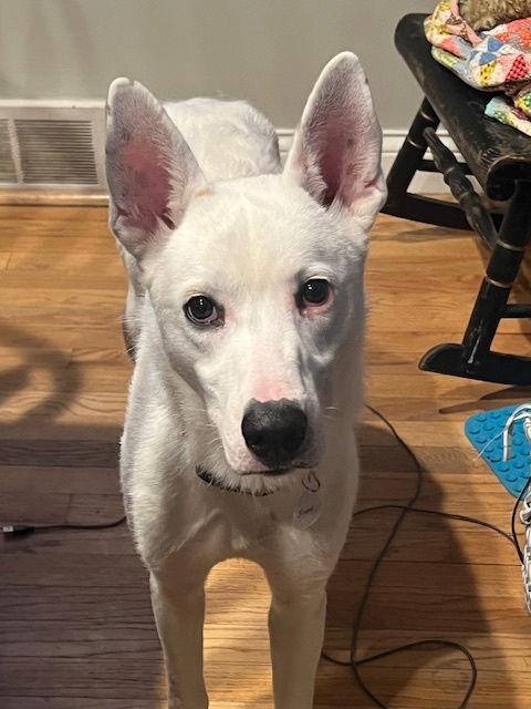 Snow, a Adoptable mixed breed in Cuba, NY image 1/3