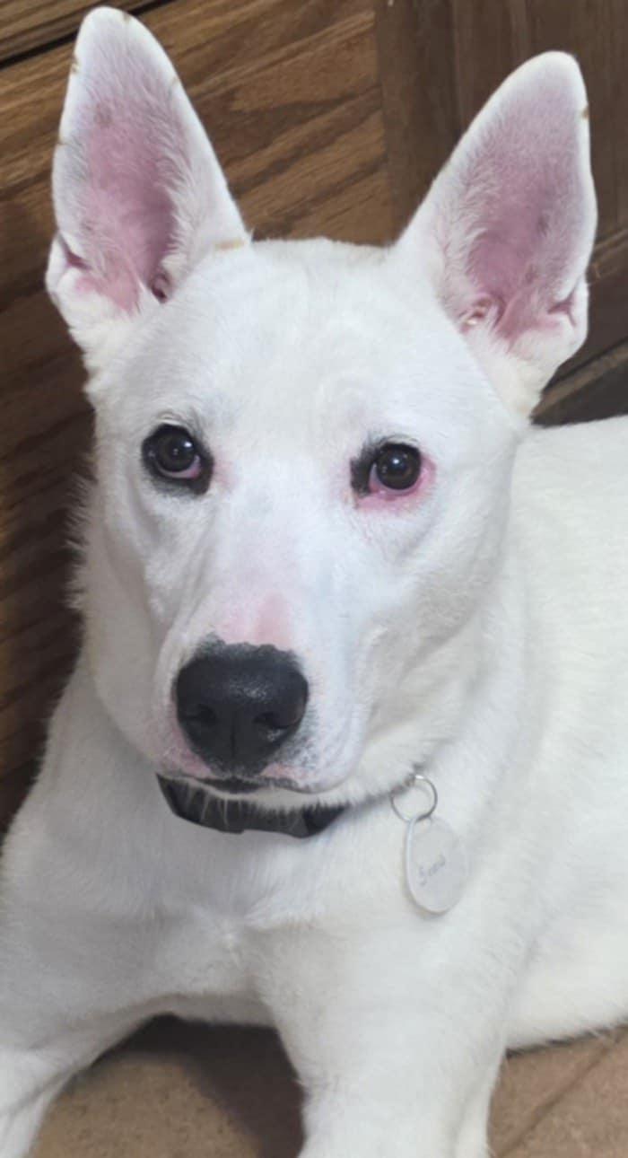 Snow, a Adoptable mixed breed in Cuba, NY image 2/3