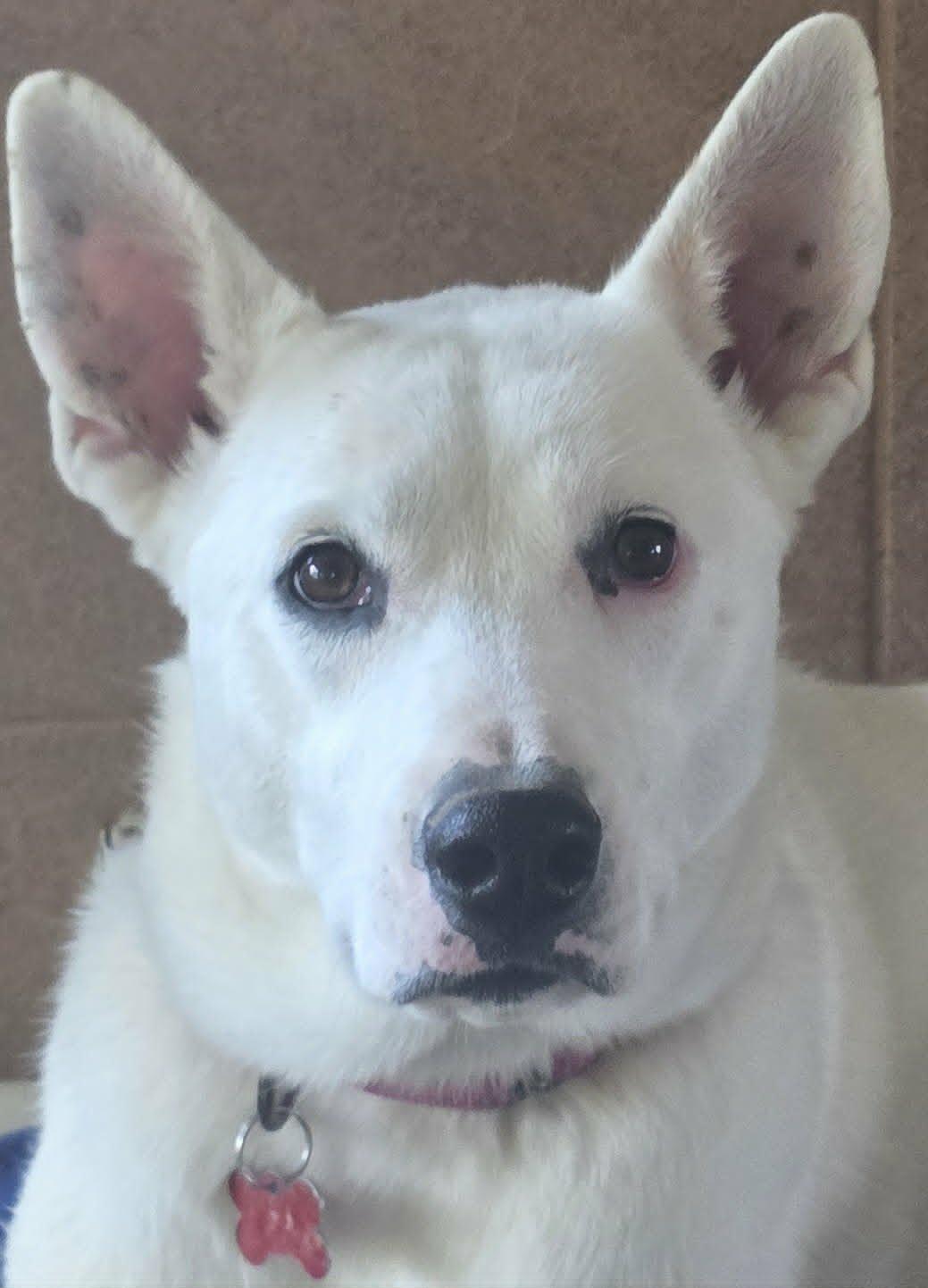 Enlarge Snow, a Adoptable mixed breed in Cuba, NY image 2/3