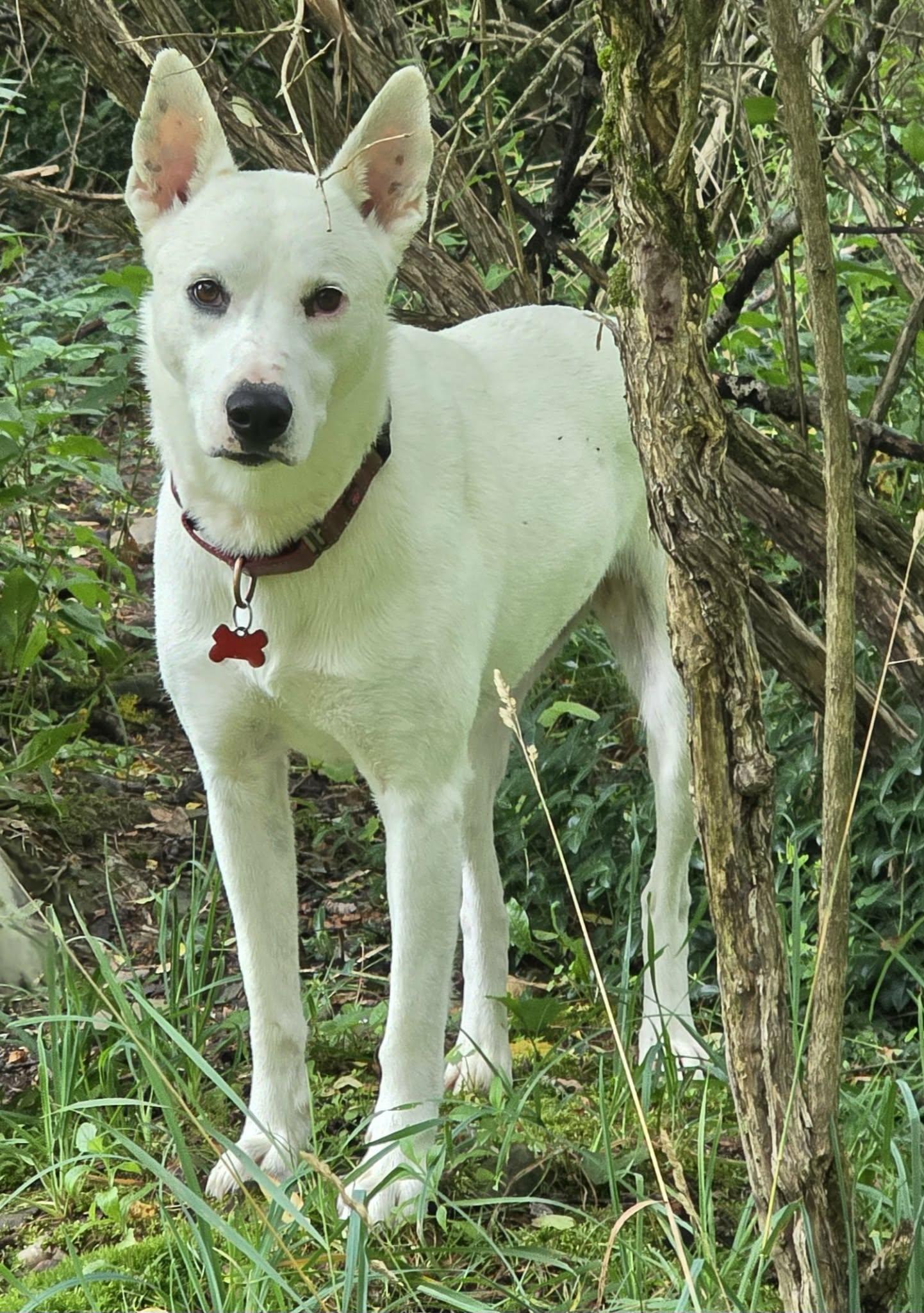 Enlarge Snow, a Adoptable mixed breed in Cuba, NY image 3/3