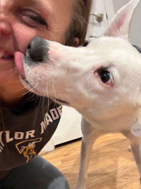 Snow, a Adoptable mixed breed in Cuba, NY image 3/3