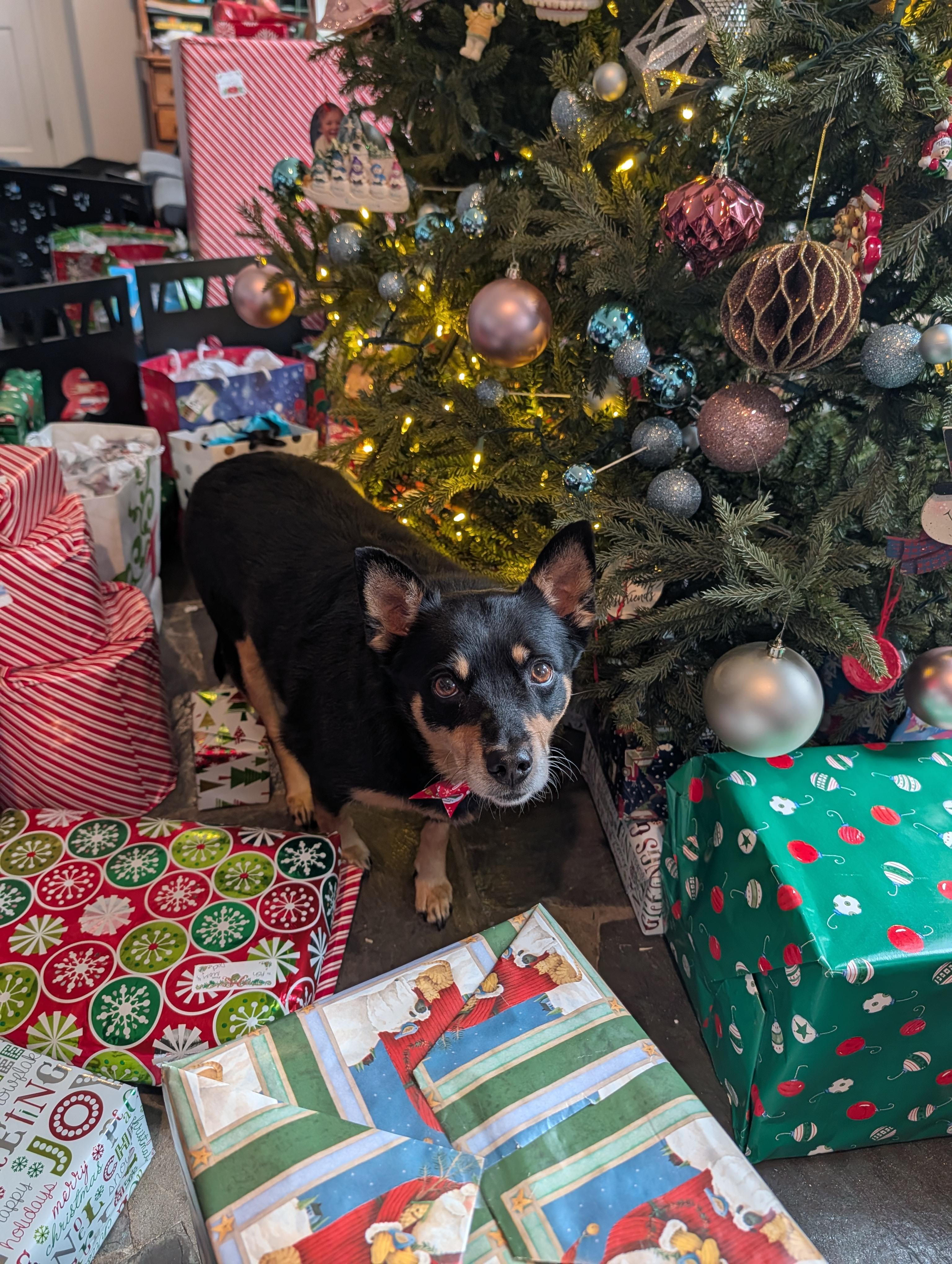 Enlarge Tilly , a Adoptable mixed breed in Richmond, VA image 3/4