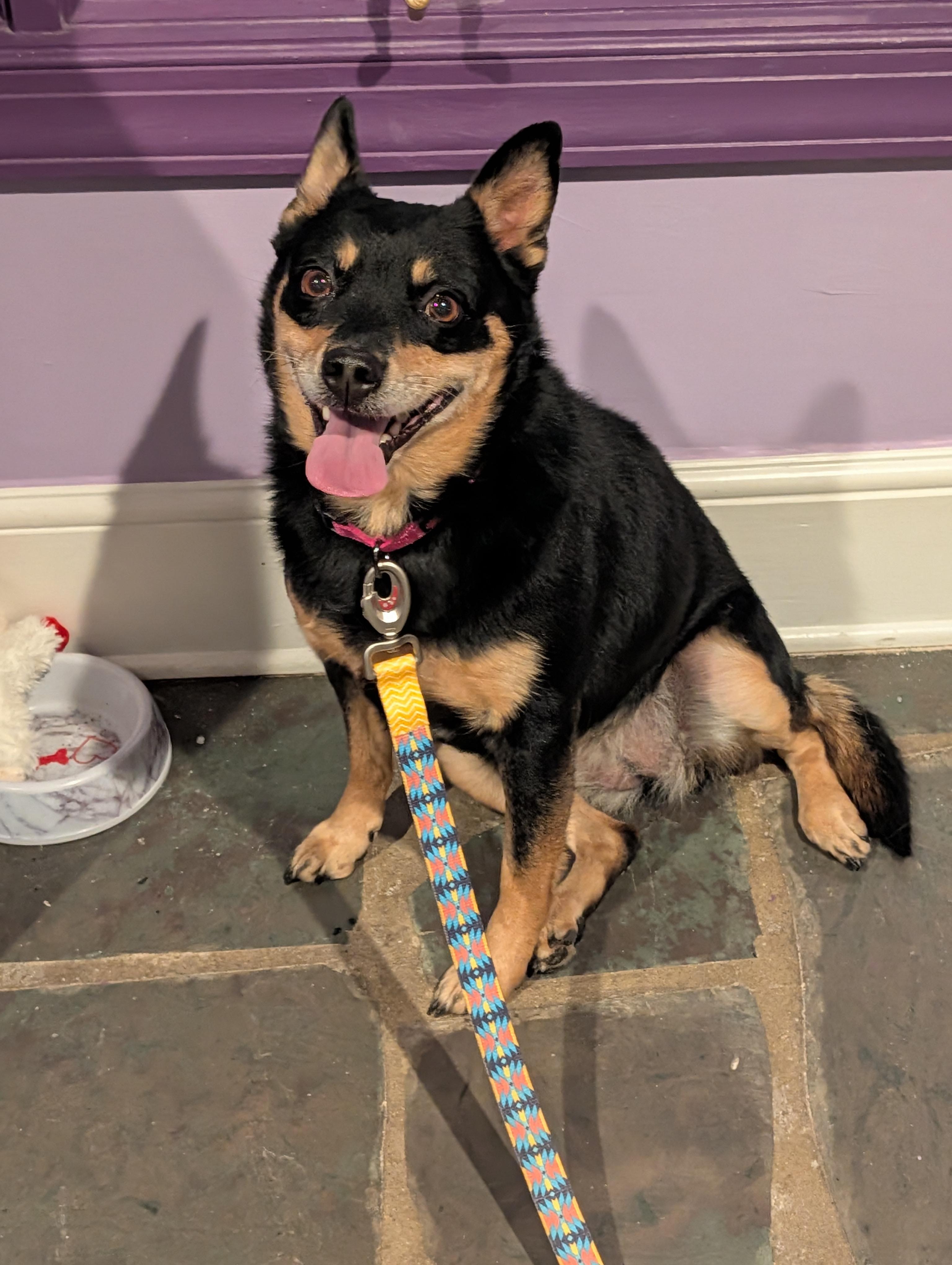 Tilly , Adoptable, Adult Female Australian Kelpie.