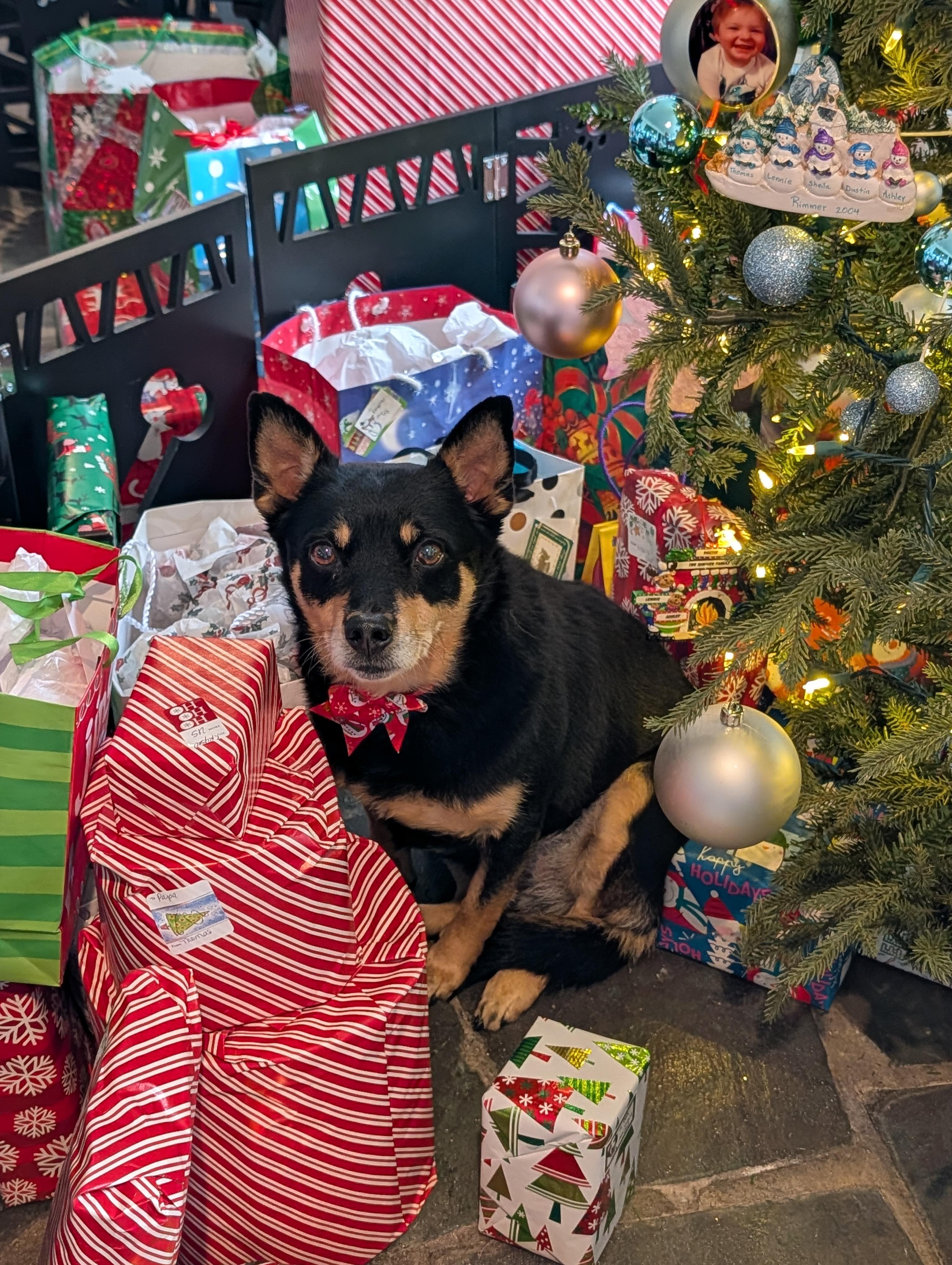 Enlarge Tilly , a Adoptable mixed breed in Richmond, VA image 4/4