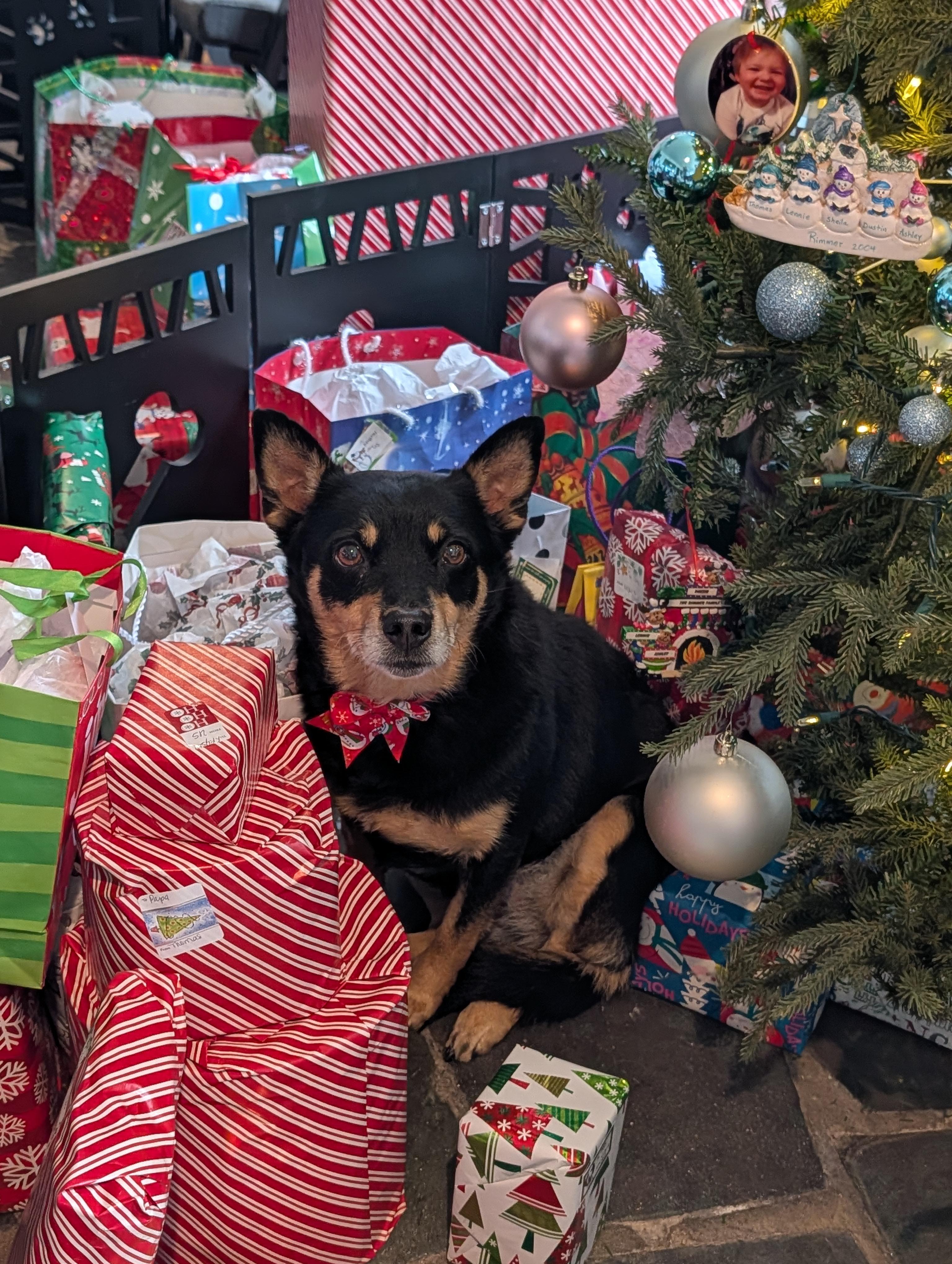 Enlarge Tilly , a Adoptable mixed breed in Richmond, VA image 2/4