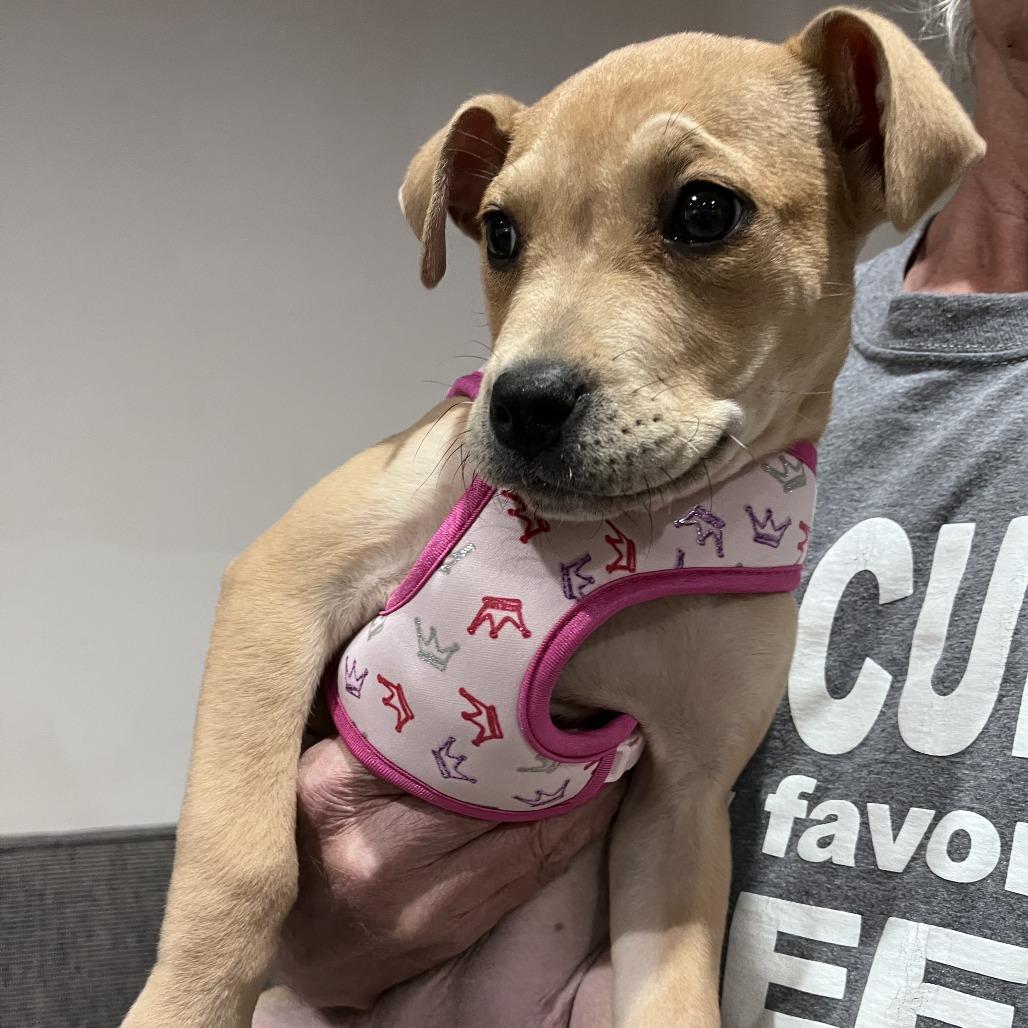 Enlarge Hazel (Black&Tan Litter), a Adoptable Mixed Breed in Lenoir, NC image 1/6