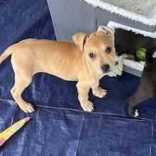 Hazel (Black&Tan Litter), Adoptable, Puppy Female Mixed Breed.