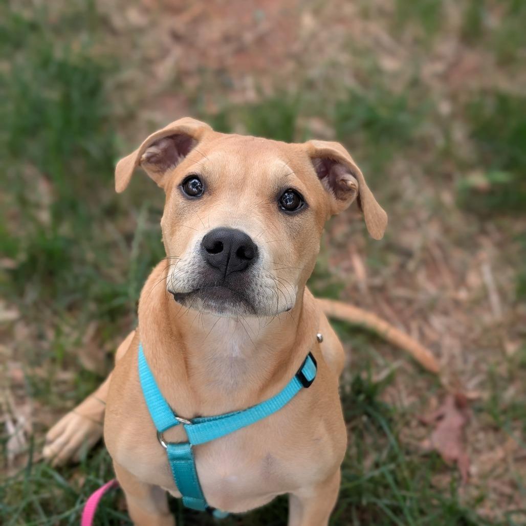 Enlarge Hazel (Black&Tan Litter), a Adoptable Mixed Breed in Lenoir, NC image 2/6