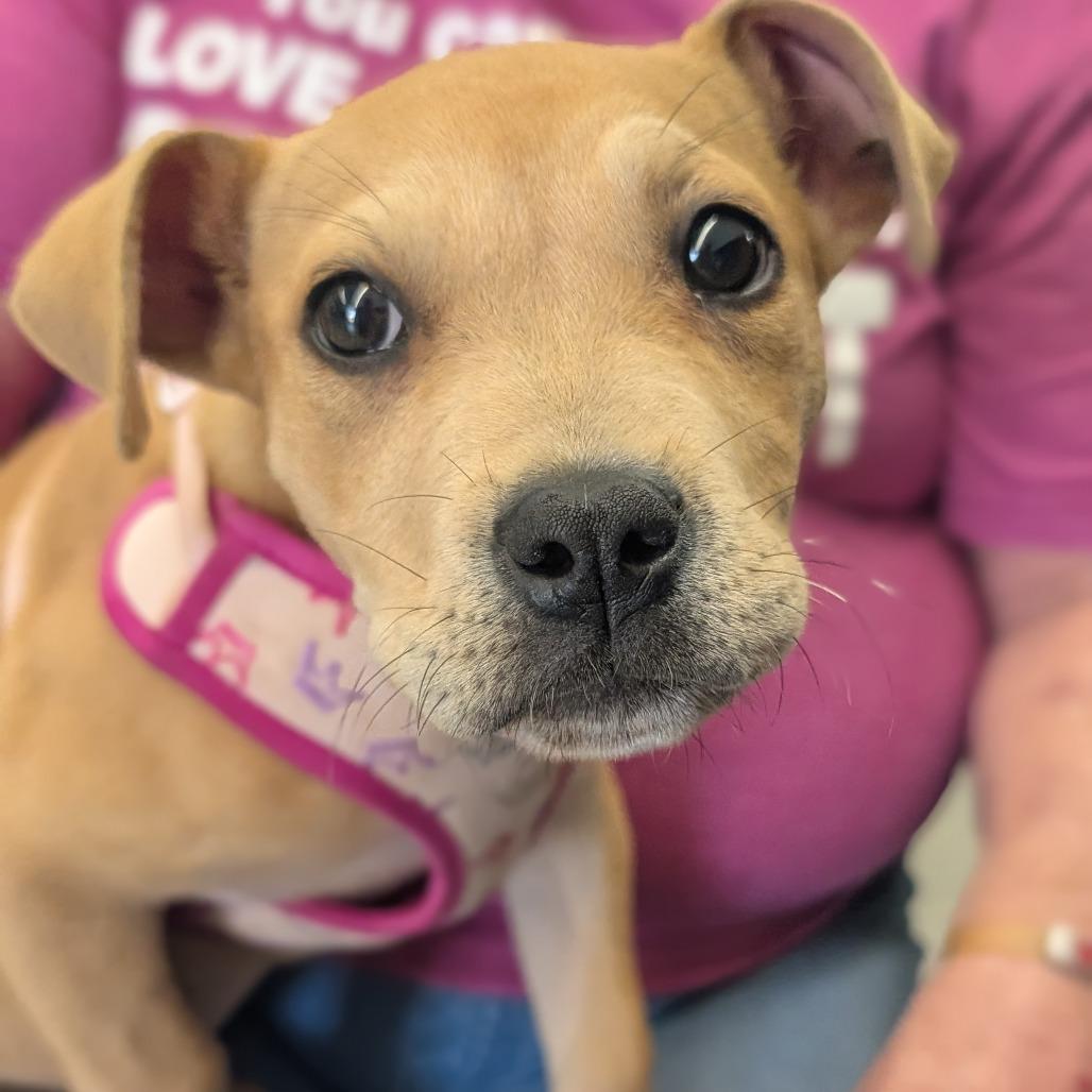 Enlarge Hazel (Black&Tan Litter), a Adoptable Mixed Breed in Lenoir, NC image 2/6