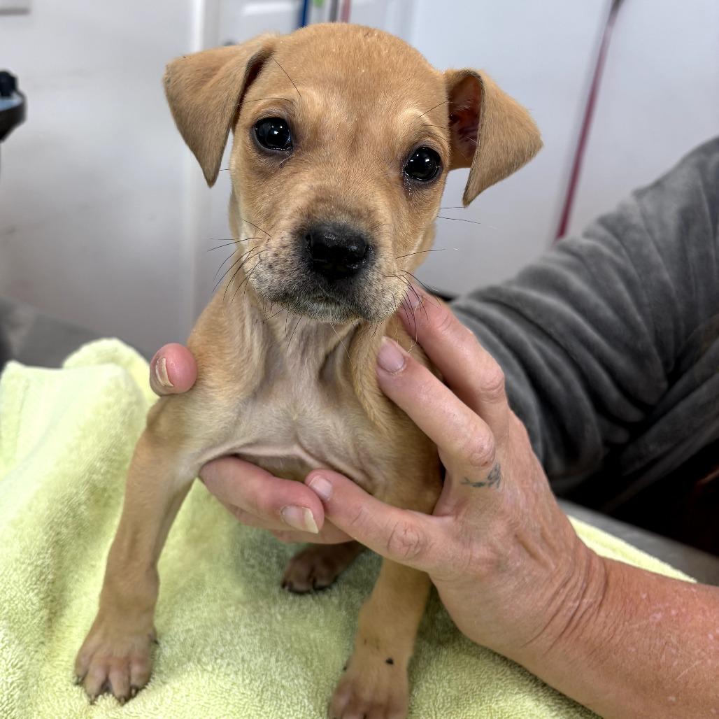 Enlarge Hazel (Black&Tan Litter), a Adoptable Mixed Breed in Lenoir, NC image 2/3
