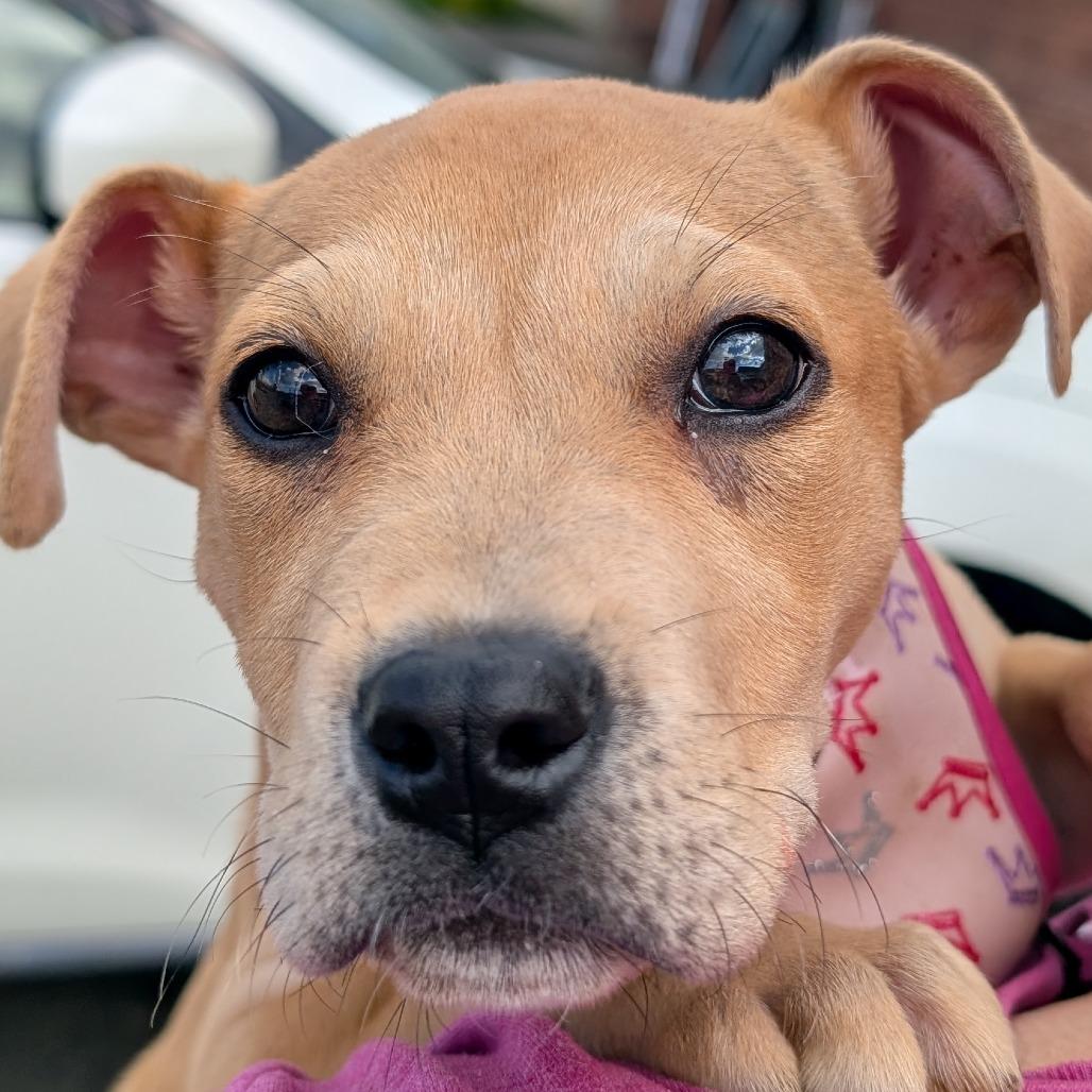 Enlarge Hazel (Black&Tan Litter), a Adoptable Mixed Breed in Lenoir, NC image 1/6