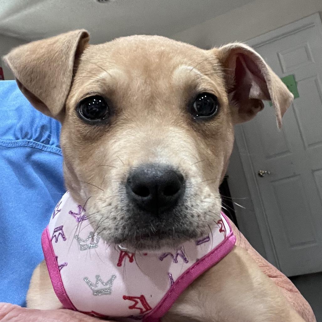 Enlarge Hazel (Black&Tan Litter), a Adoptable Mixed Breed in Lenoir, NC image 4/6