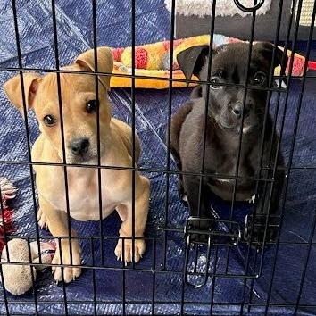 Enlarge Hazel (Black&Tan Litter), a Adoptable Mixed Breed in Lenoir, NC image 3/3