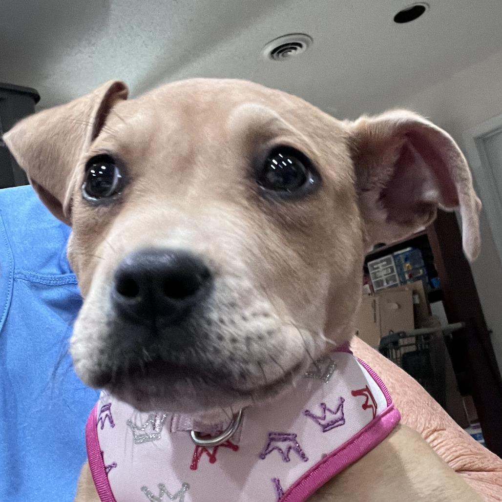 Enlarge Hazel (Black&Tan Litter), a Adoptable Mixed Breed in Lenoir, NC image 6/6