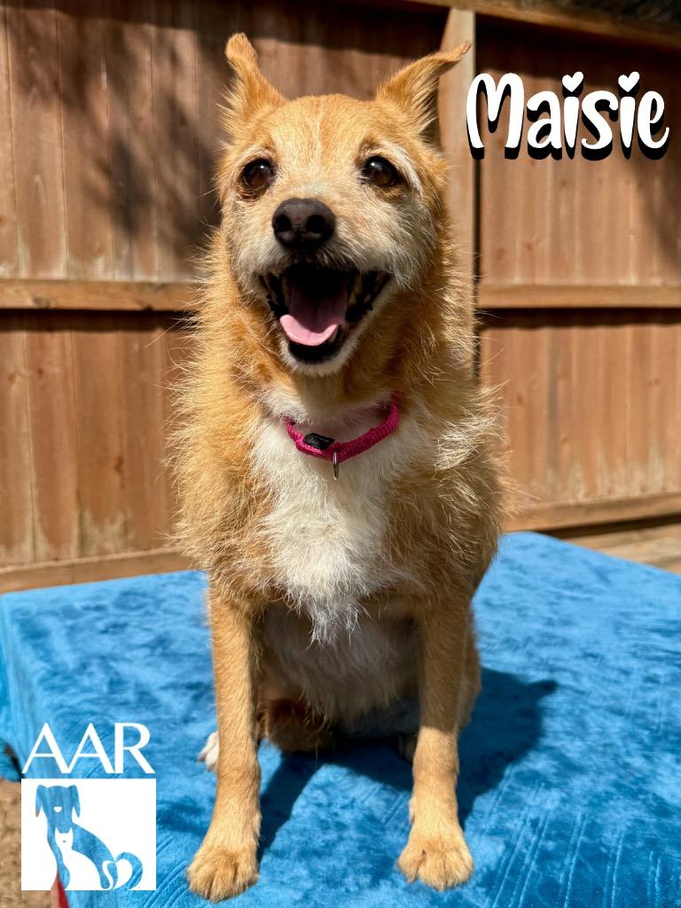 Maisie, Adoptable, Adult Female Norfolk Terrier & Cairn Terrier.
