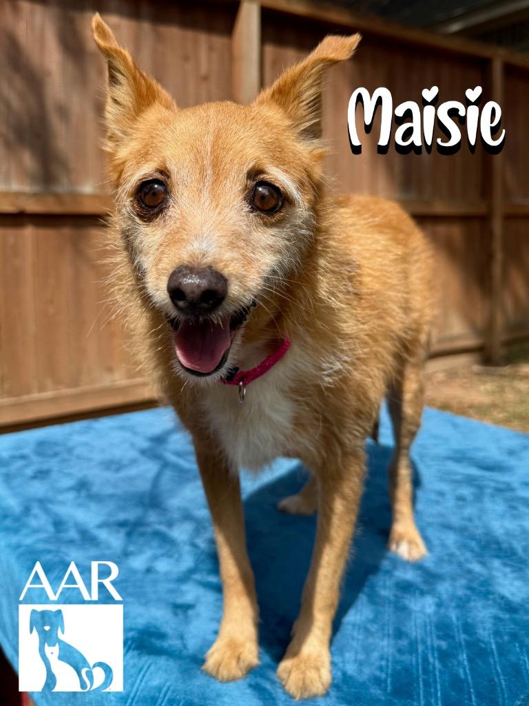 Enlarge Maisie, a Adoptable mixed breed in Magnolia, TX image 2/5