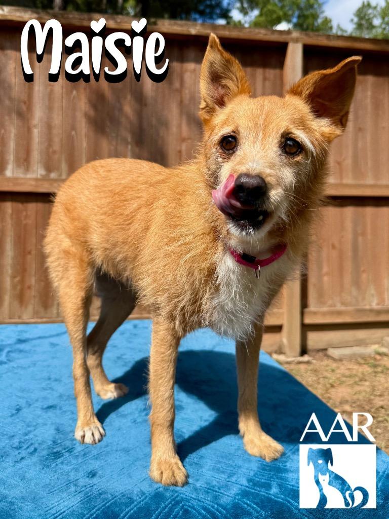 Enlarge Maisie, a Adoptable mixed breed in Magnolia, TX image 3/5