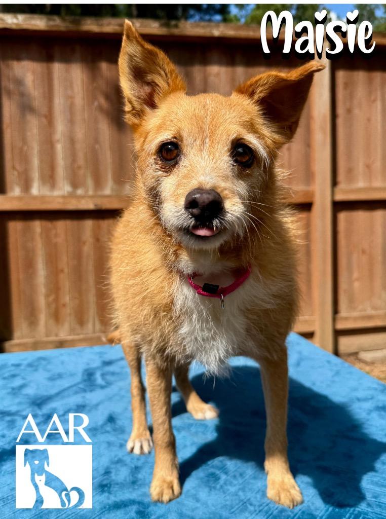 Enlarge Maisie, a Adoptable mixed breed in Magnolia, TX image 4/5