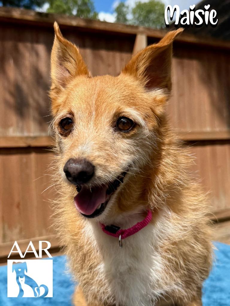 Enlarge Maisie, a Adoptable mixed breed in Magnolia, TX image 5/5