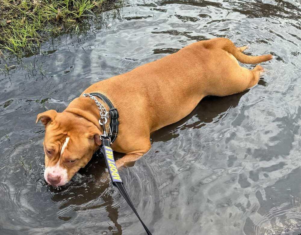 Enlarge Delilah, a Adoptable Labrador Retriever in Milton, FL image 2/6