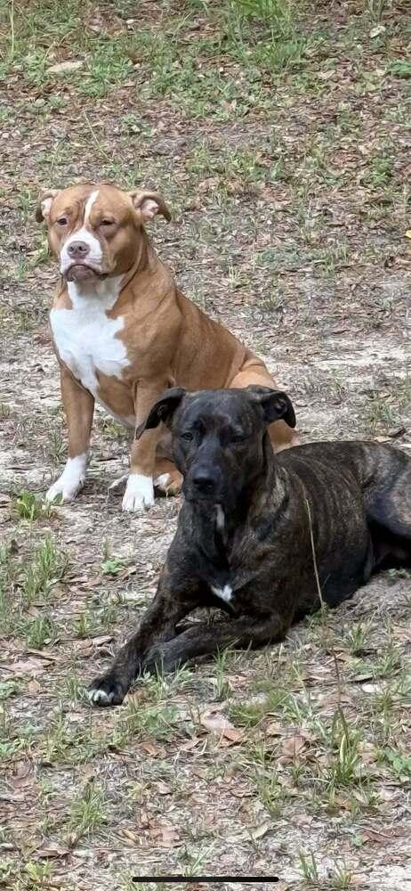 Enlarge Delilah, a Adoptable Labrador Retriever in Milton, FL image 3/6
