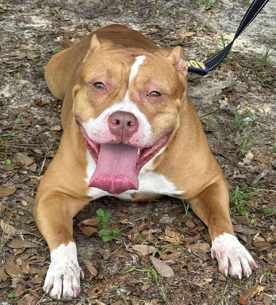 Enlarge Delilah, a Adoptable Labrador Retriever in Milton, FL image 4/6