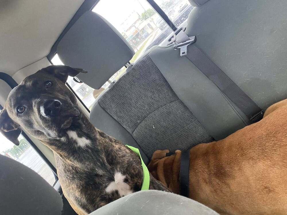 Enlarge Delilah, a Adoptable Labrador Retriever in Milton, FL image 5/6