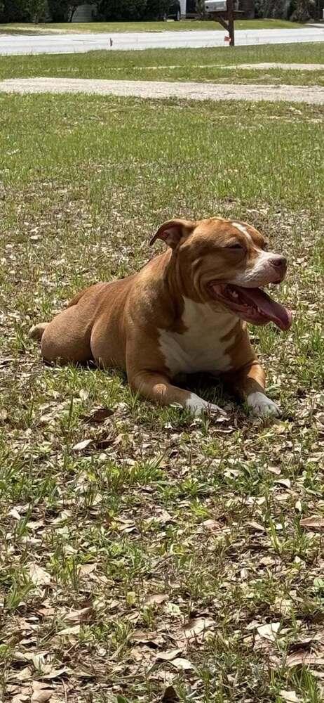 Enlarge Delilah, a Adoptable Labrador Retriever in Milton, FL image 6/6