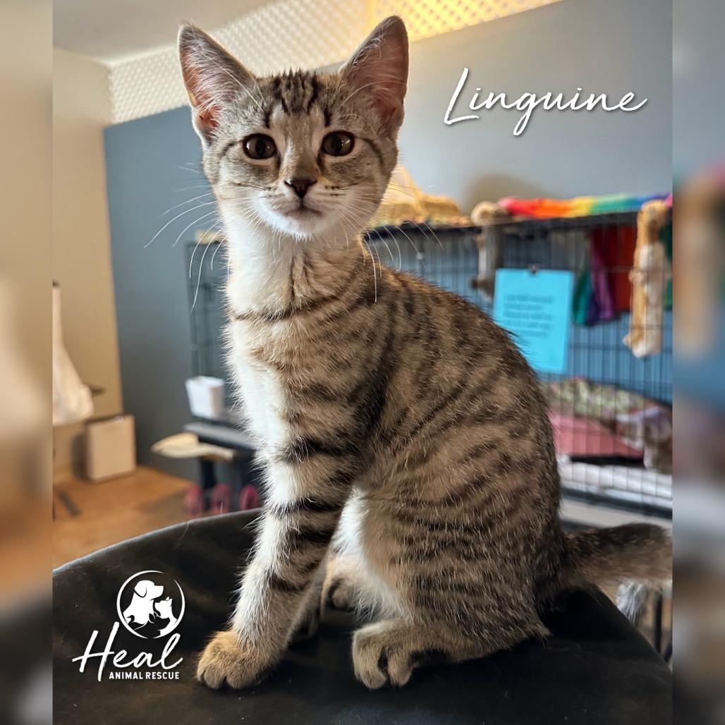 Linguine, Adoptable, Kitten Female Domestic Short Hair.