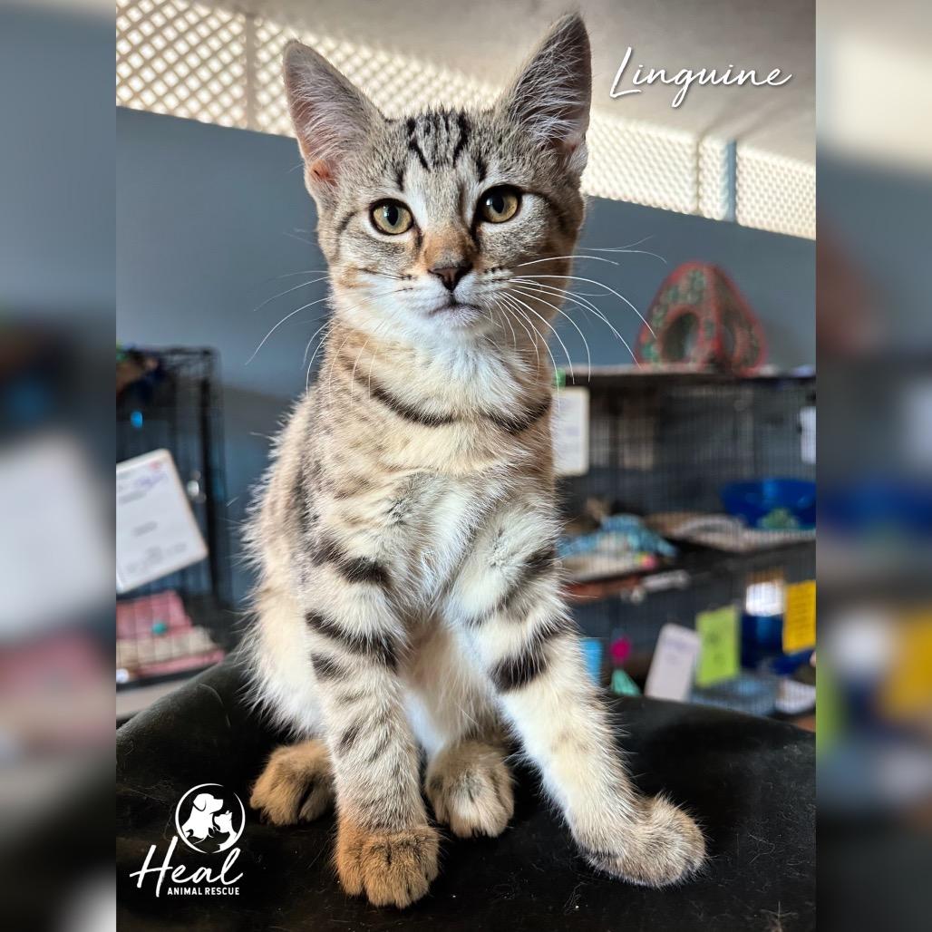 Linguine, a Adoptable Domestic Short Hair in Youngwood, PA image 2/2