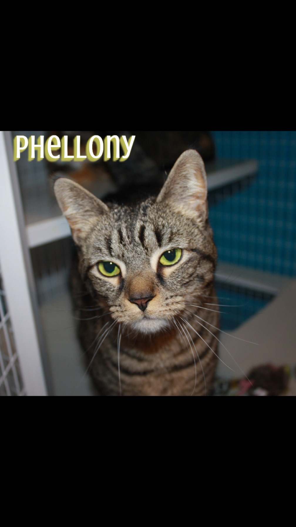 Phellony, an adopted Domestic Short Hair in Claremont, NH_image-1