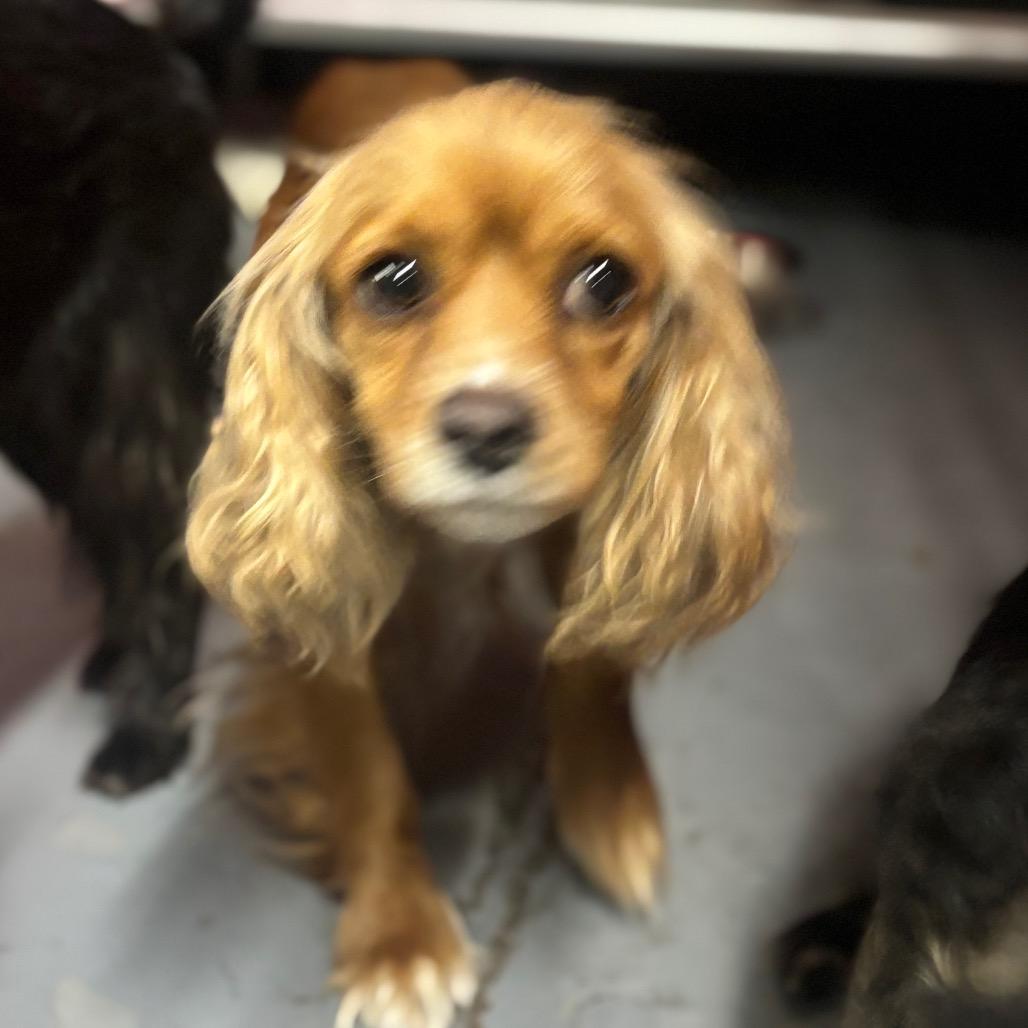 Dutchess thumbnail 2