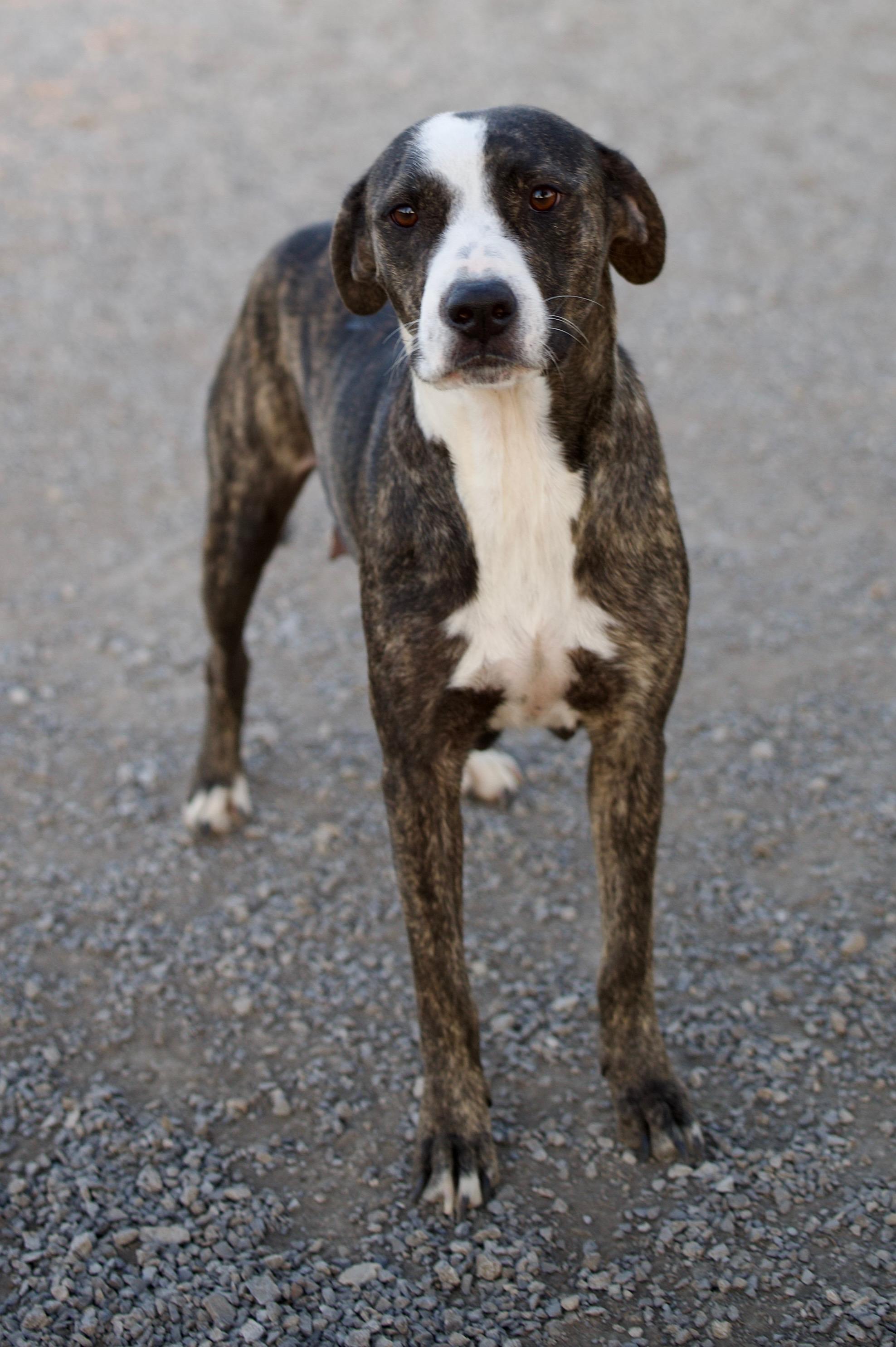 Enlarge Lavender, a Adoptable mixed breed in Hiawatha, KS image 3/5