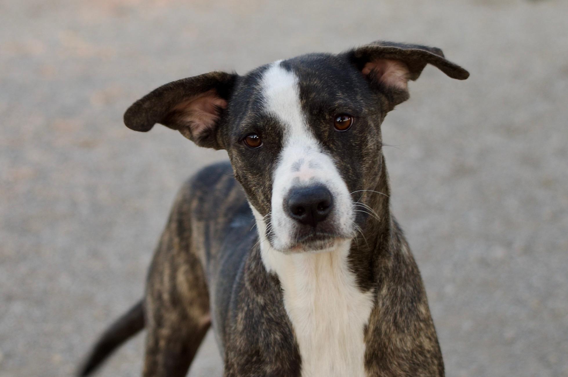 Enlarge Lavender, a Adoptable mixed breed in Hiawatha, KS image 4/5