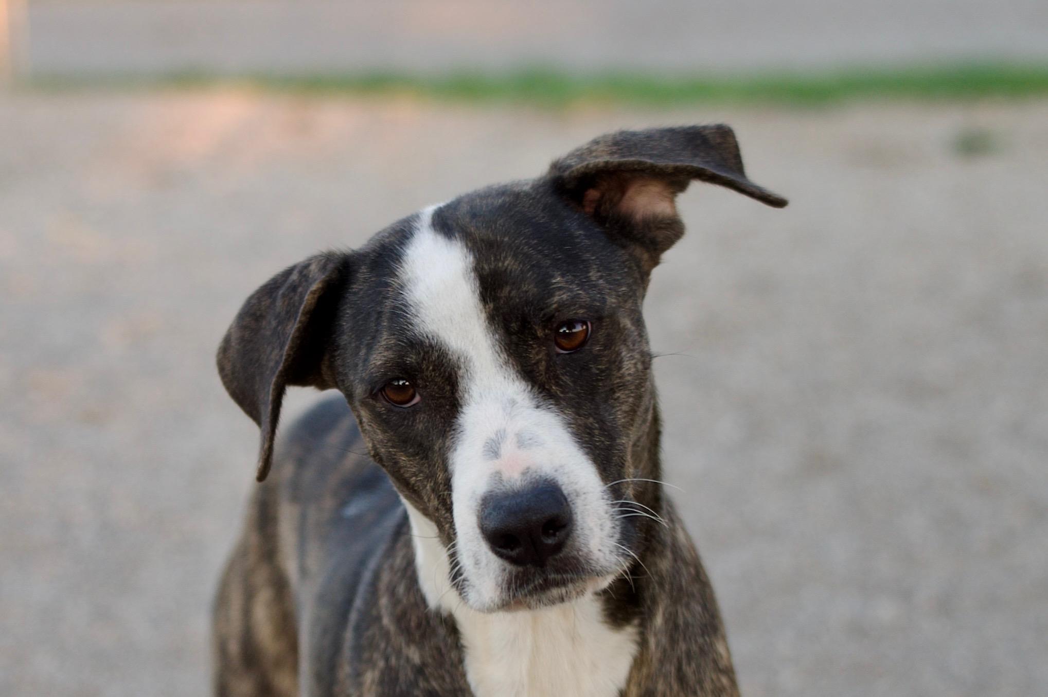 Enlarge Lavender, a Adoptable mixed breed in Hiawatha, KS image 5/5