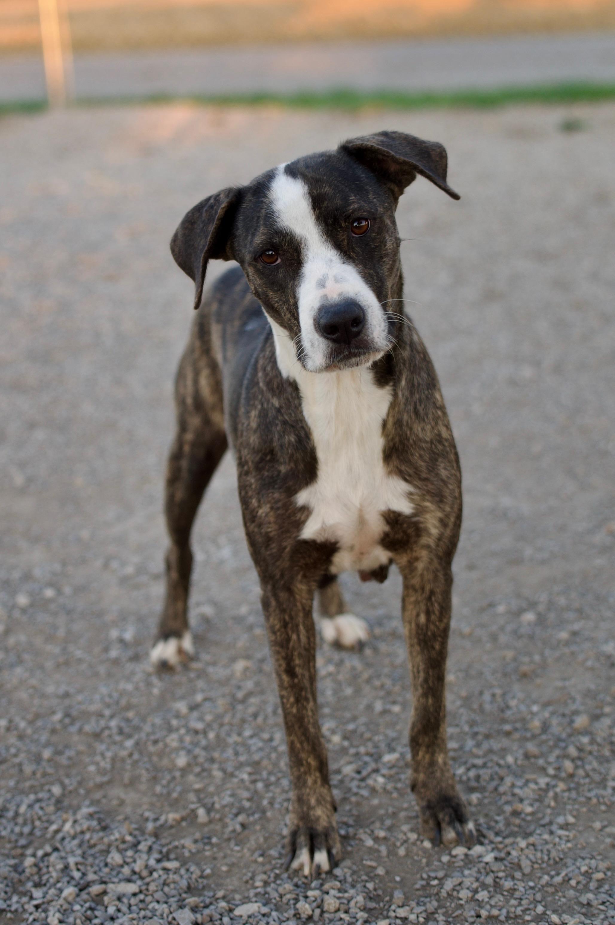 Lavender, Adoptable, Young Female Mountain Cur.