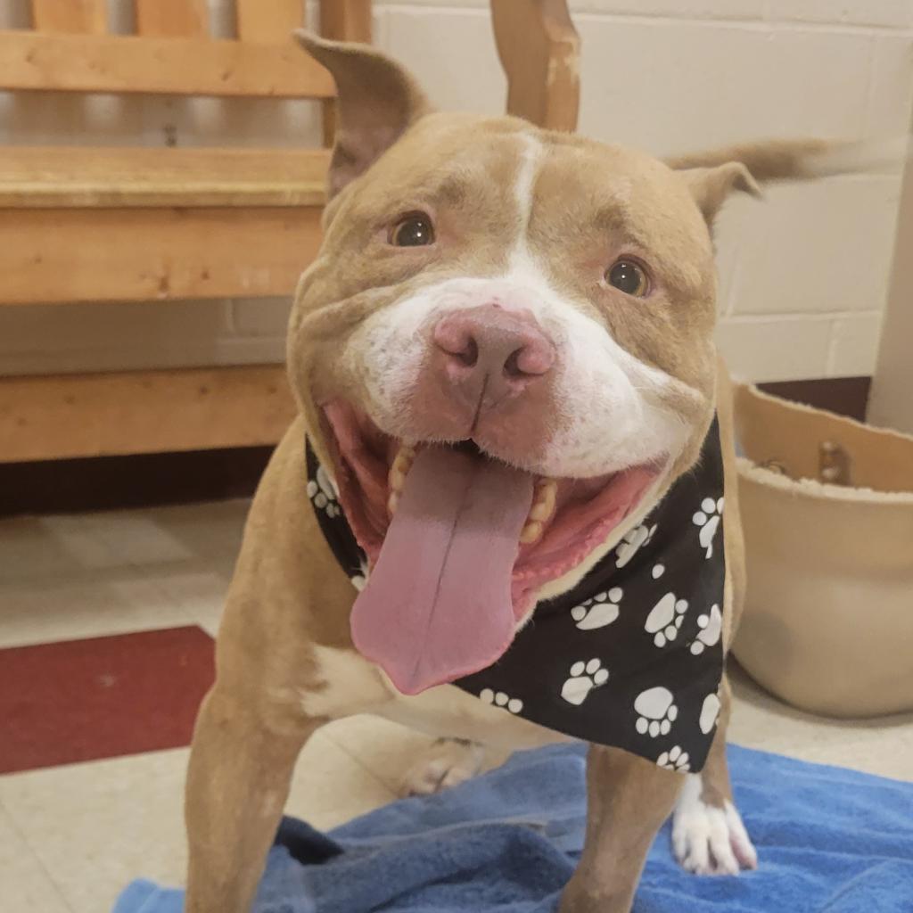 Blue, Adoptable, Adult Male Terrier.