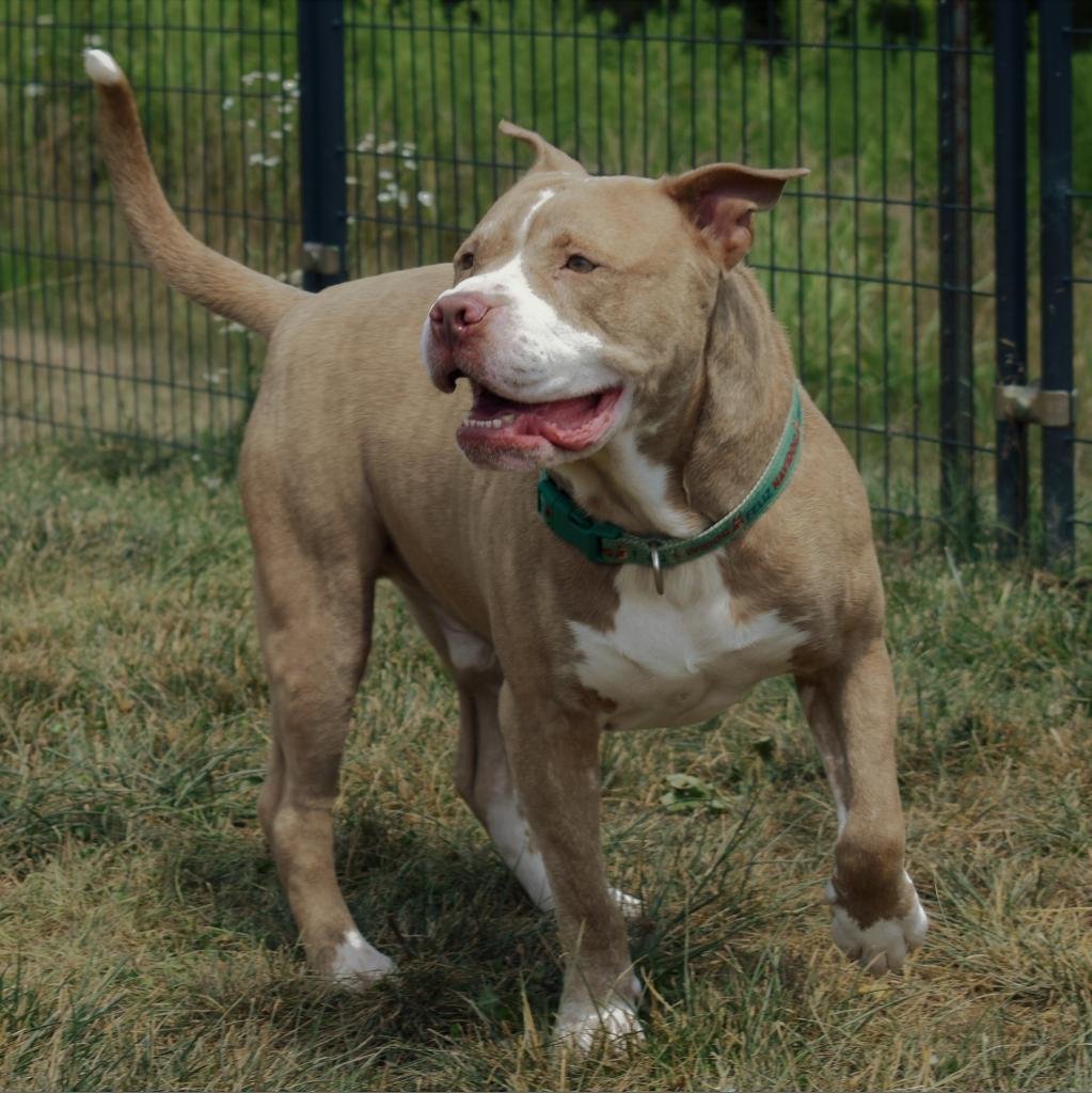 Blue, a Adoptable Terrier in Waynesboro, PA image 2/6