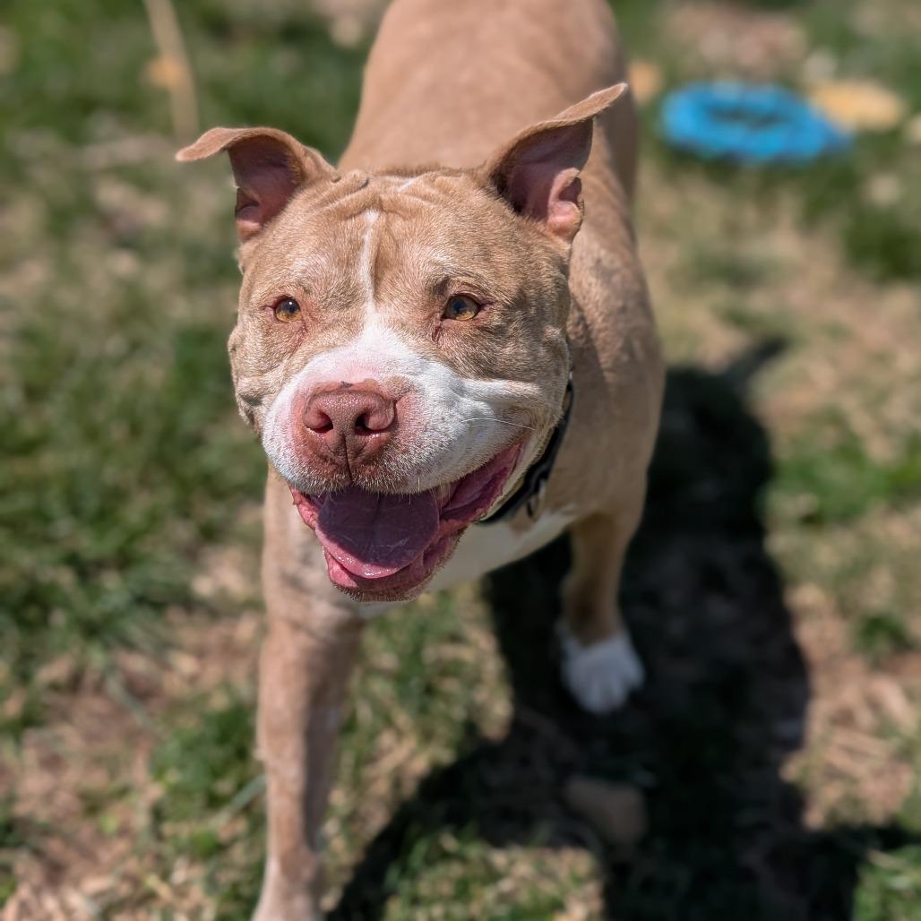 Blue, Adoptable, Adult Male Terrier.