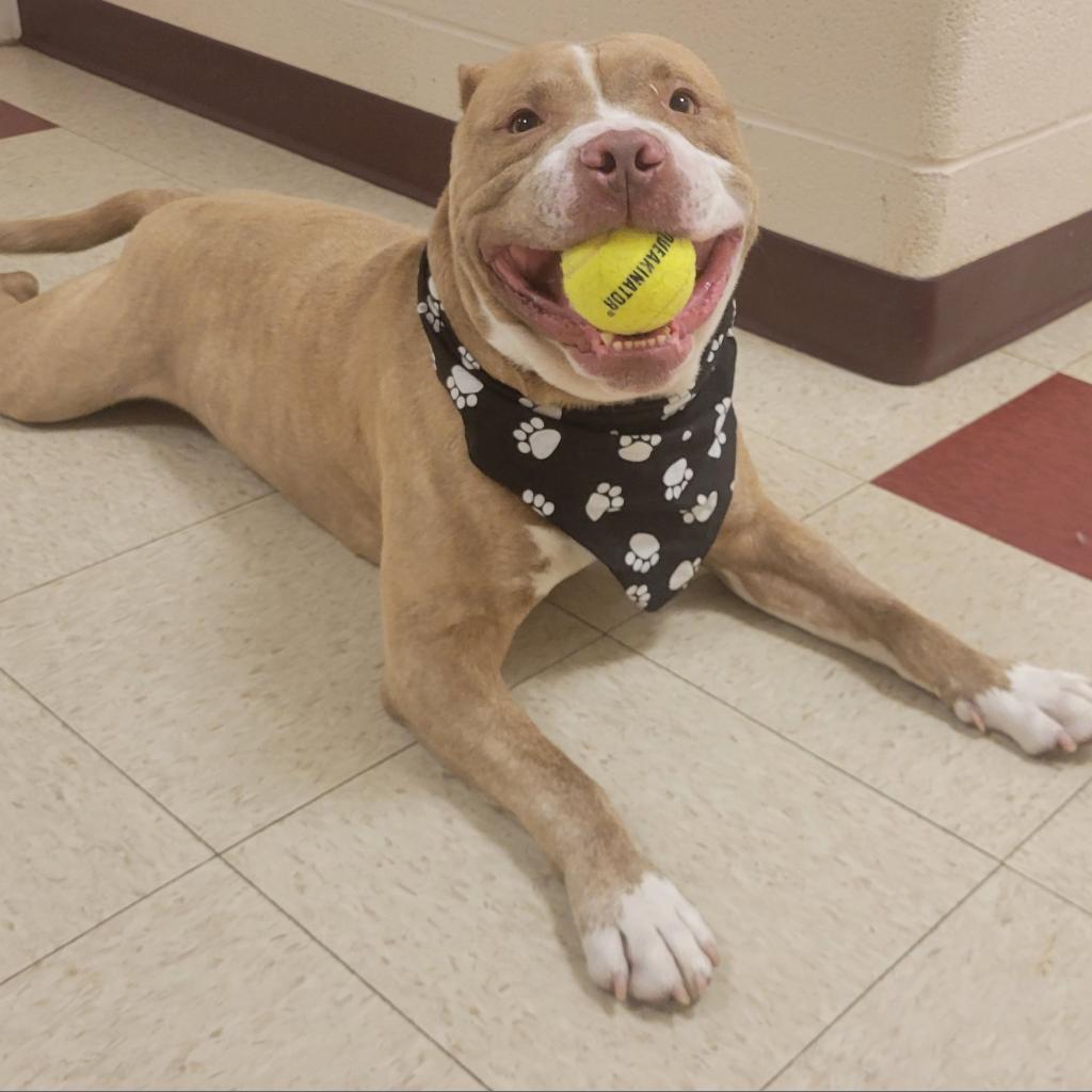 Blue, a Adoptable Terrier in Waynesboro, PA image 6/6