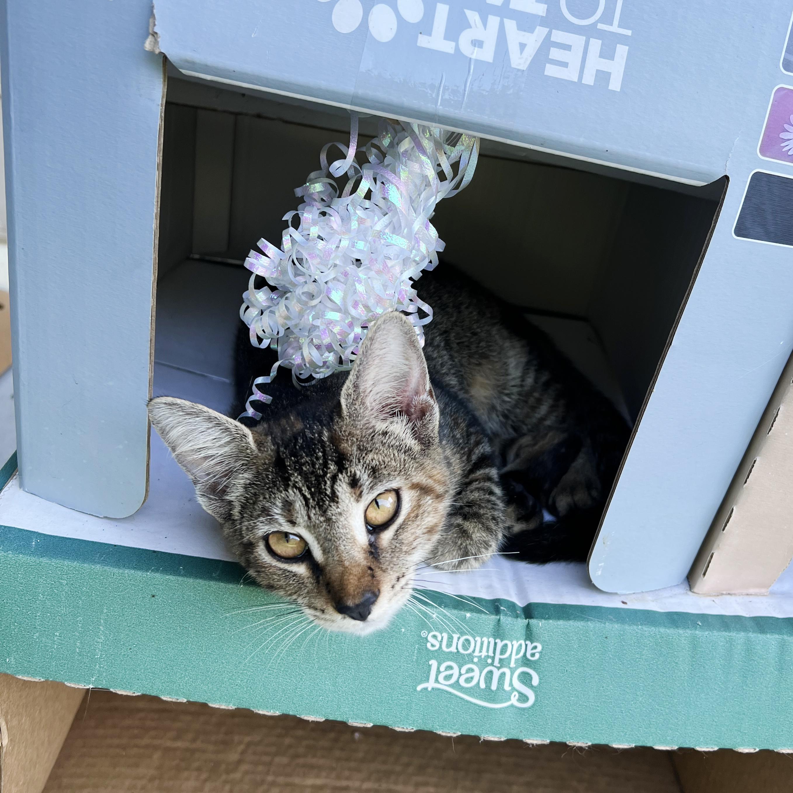 Enlarge Tobi, a ADOPTABLE Tabby in Durham, NC image 3/5