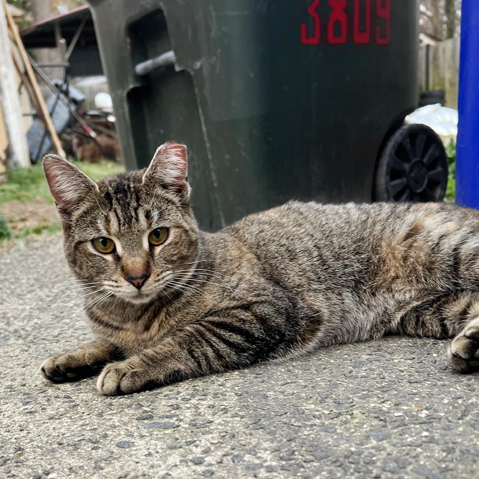 Enlarge Tobi, a ADOPTABLE Tabby in Durham, NC image 5/5